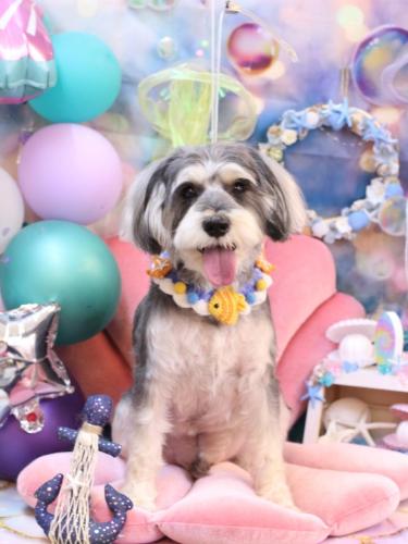 20240818パピコくん